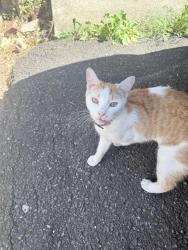 Found/Stray Unknown Cat last seen Buist, Philadelphia, PA 19153