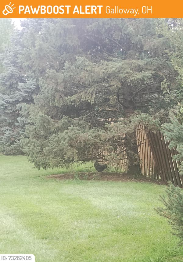 Found/Stray Female Bird last seen Georgesville Road, Galloway, OH 43119