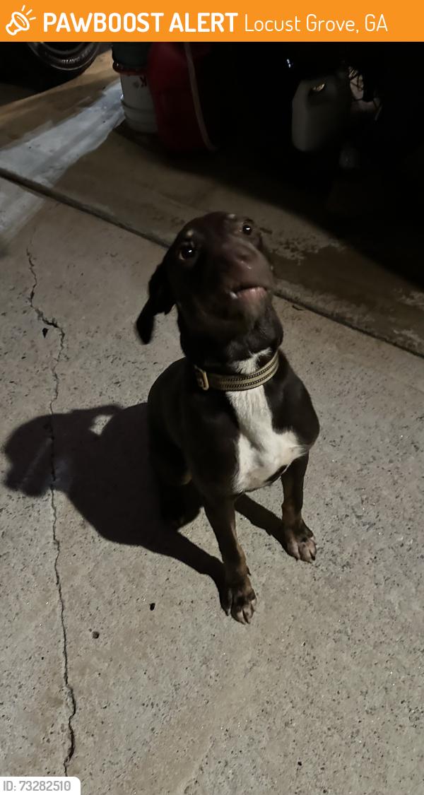 Found/Stray Male Dog last seen Wylderose Lane at Spicebush, Locust Grove, GA 30248