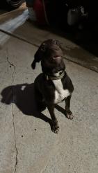 Found/Stray Male Dog last seen Wylderose Lane at Spicebush, Locust Grove, GA 30248