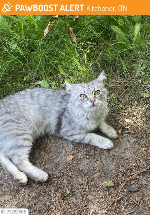 Found/Stray Male Cat last seen Eastforest trail and Bankside Dr/CR, Kitchener, ON 