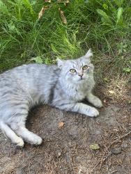 Found/Stray Male Cat last seen Eastforest trail and Bankside Dr/CR, Kitchener, ON 