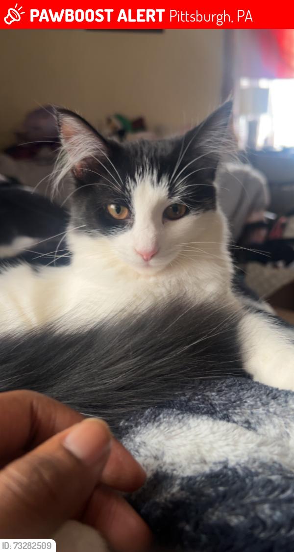 Lost Female Cat last seen Near evandale Rd Pittsburgh Pennsylvania 15212, Pittsburgh, PA 15212