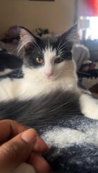 Lost Female Cat last seen Near evandale Rd Pittsburgh Pennsylvania 15212, Pittsburgh, PA 15212