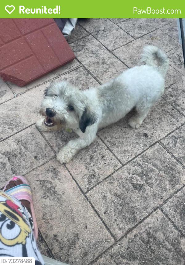 Reunited Male Dog last seen Arlington, TX 76006, USA, Arlington, TX 76006