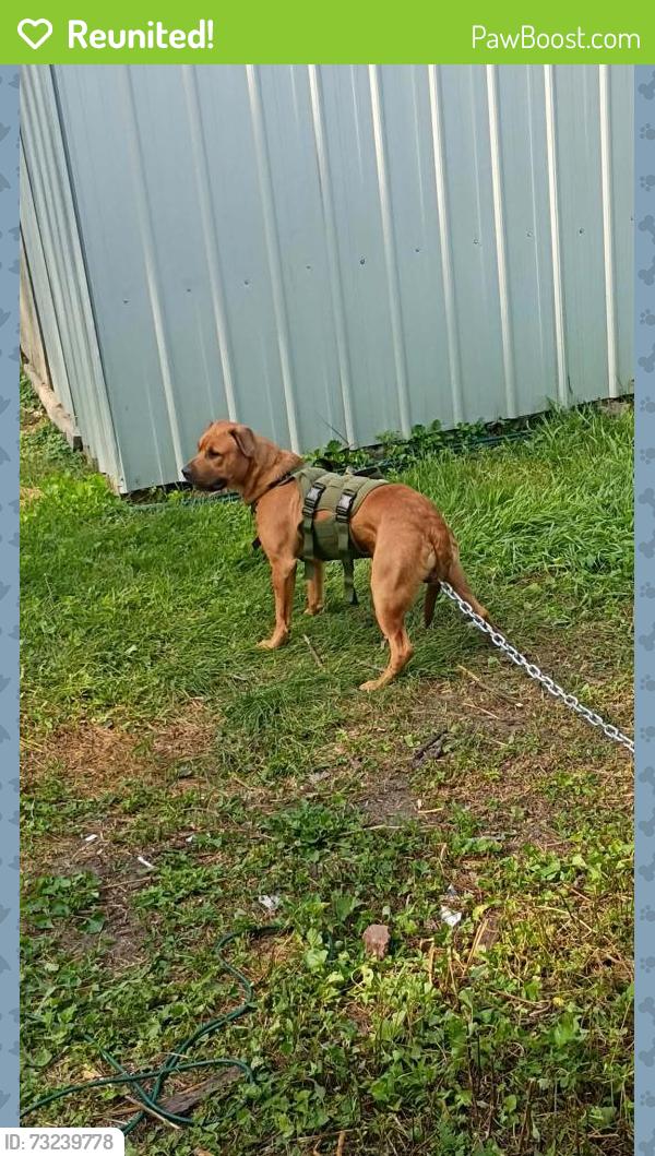 Reunited Male Dog last seen Smith road in the corn fields, Eau Claire, MI 49111