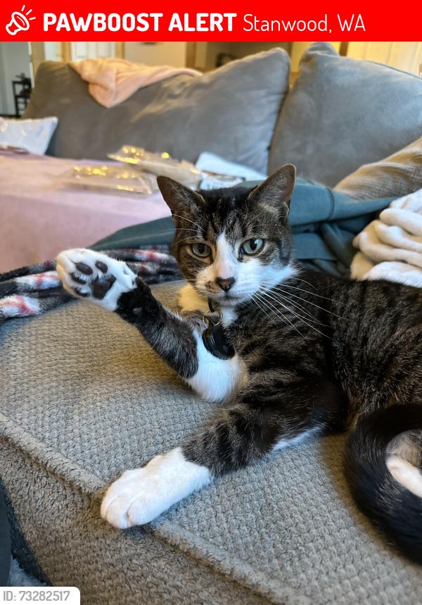 Lost Male Cat last seen 174th PL NW, Stanwood, WA 98292