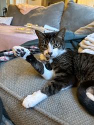 Lost Male Cat last seen 174th PL NW, Stanwood, WA 98292