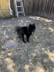 Found/Stray Male Dog last seen Dollar Tree off Avenida De Los Arboles, Thousand Oaks, CA 91360