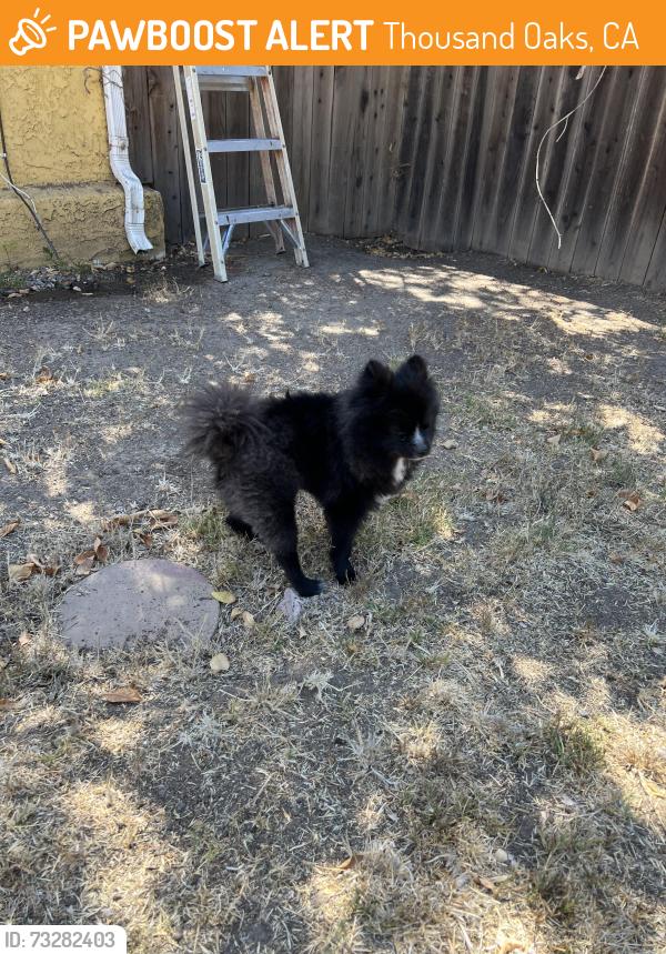 Found/Stray Male Dog last seen Dollar Tree off Avenida De Los Arboles, Thousand Oaks, CA 91360