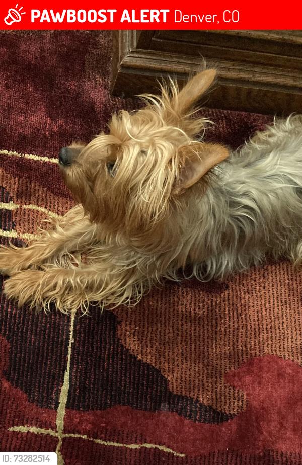 Lost Female Dog last seen 1st and st, Denver, CO 80219