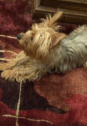 Lost Female Dog last seen 1st and st, Denver, CO 80219