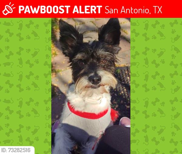 Lost Male Dog last seen Eckhert and Huebner, San Antonio, TX 78240