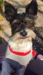 Lost Male Dog last seen Eckhert and Huebner, San Antonio, TX 78240