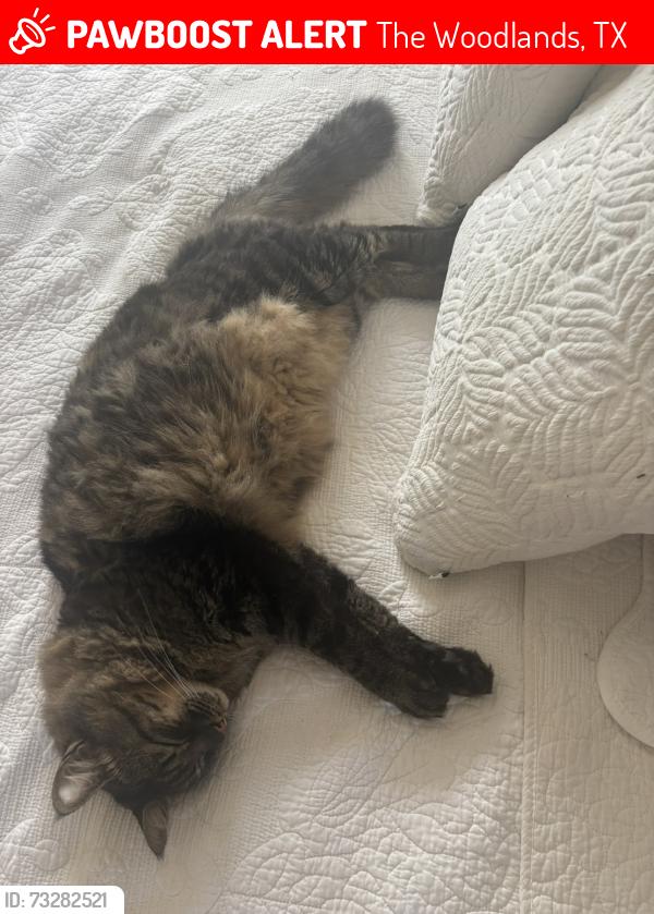 Lost Male Cat last seen Wentwoods park, The Woodlands, TX 77375