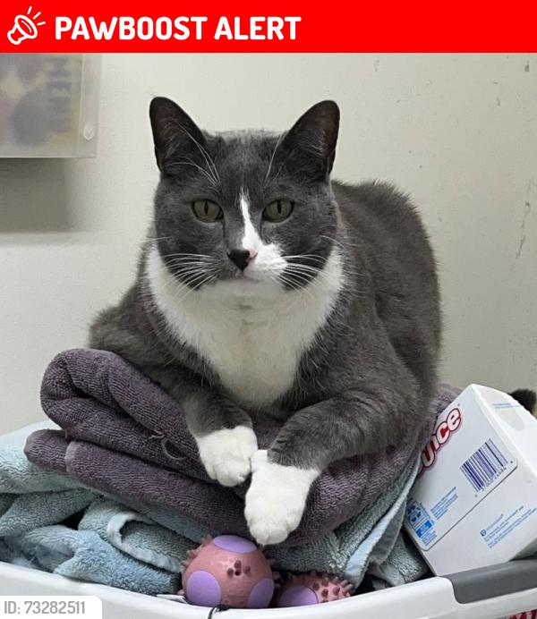 Lost Male Cat last seen Point of the Pines Gardens, Colorado Springs, CO 80919