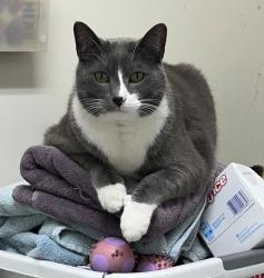 Lost Male Cat last seen Point of the Pines Gardens, Colorado Springs, CO 80919
