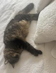 Lost Male Cat last seen Wentwoods park, The Woodlands, TX 77375