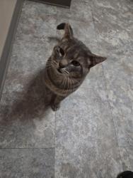 Lost Male Cat last seen Nebo, Muncie, IN 47304