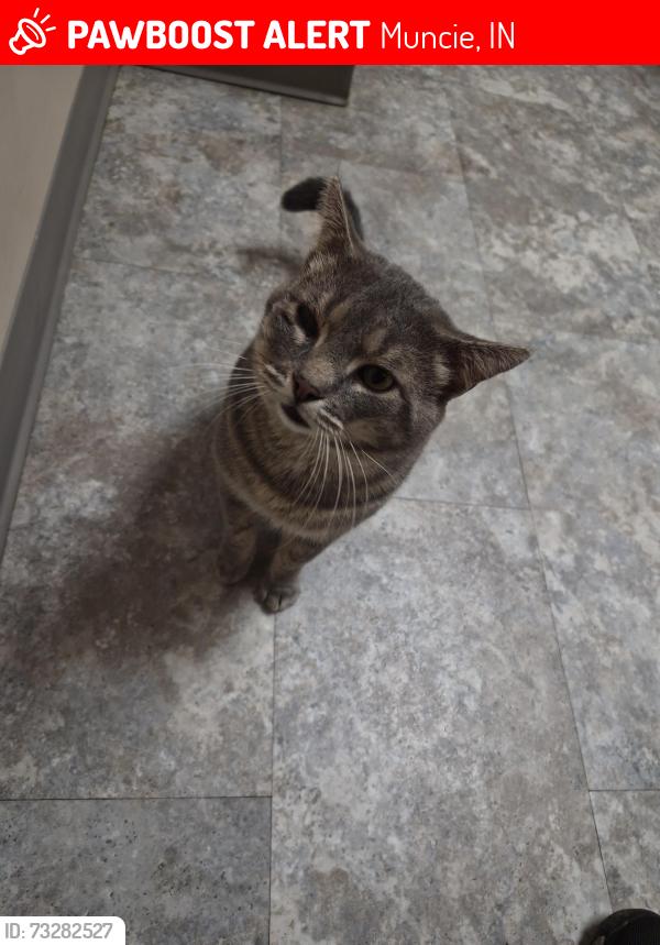 Lost Male Cat last seen Nebo, Muncie, IN 47304