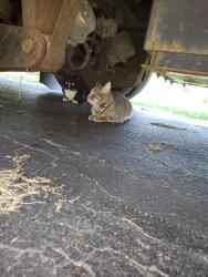 Found/Stray Unknown Cat last seen S Pickens Bridge Rd and N Roan St, Johnson City, TN 37615