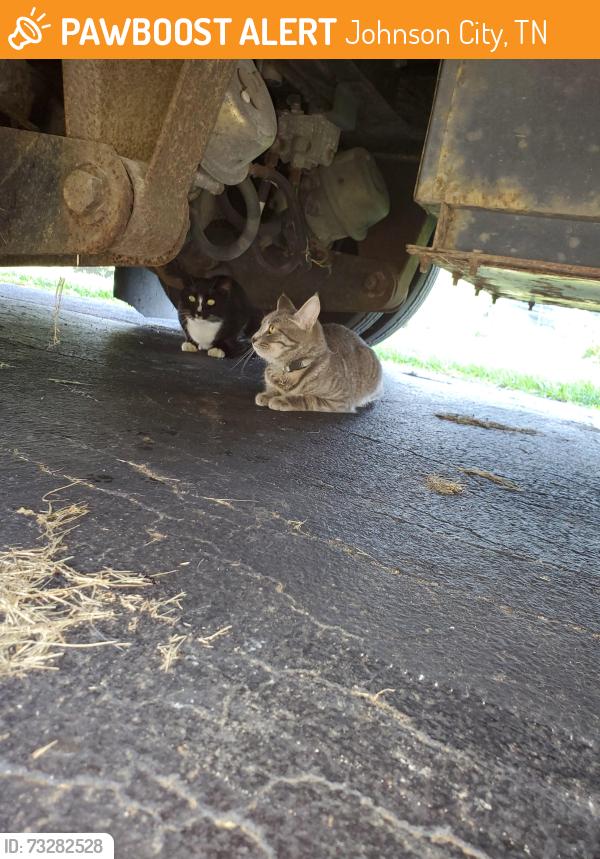 Found/Stray Unknown Cat last seen S Pickens Bridge Rd and N Roan St, Johnson City, TN 37615