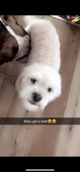 Reunited Male Dog last seen 19th and 54th Ave, Kenosha, WI 53140