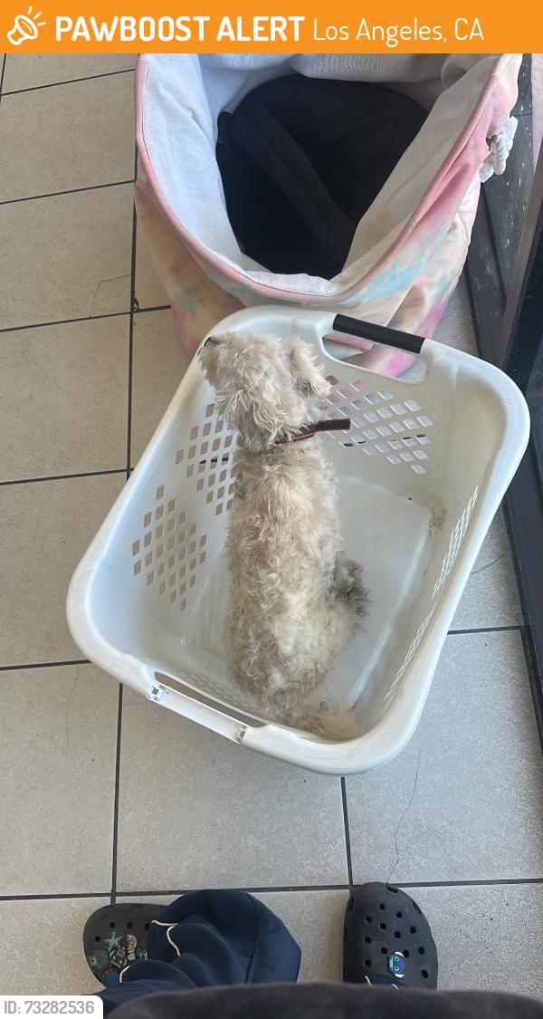 Found/Stray Female Dog last seen Vernon and hoover, Los Angeles, CA 90037