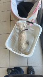 Found/Stray Female Dog last seen Vernon and hoover, Los Angeles, CA 90037