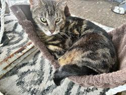 Lost Male Cat last seen West wind vet clinic, Sherwood Park, AB T8G 1E7