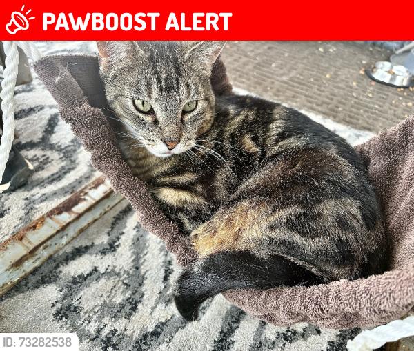Lost Male Cat last seen West wind vet clinic, Sherwood Park, AB T8G 1E7