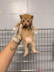Shelter Stray Male Cat last seen Near nc 306 hwy s, Pamlico County, NC, 1639 Old Airport Rd, New Bern, NC 28562, USA