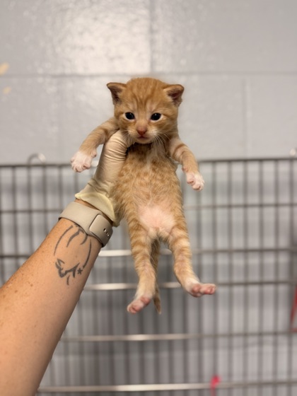 Shelter Stray Male Cat last seen Near nc 306 hwy s, Pamlico County, NC, 1639 Old Airport Rd, New Bern, NC 28562, USA