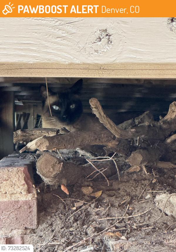 Found/Stray Unknown Cat last seen S King Street and Alameda Ave., Denver, CO 80219
