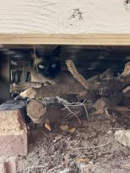 Found/Stray Unknown Cat last seen S King Street and Alameda Ave., Denver, CO 80219