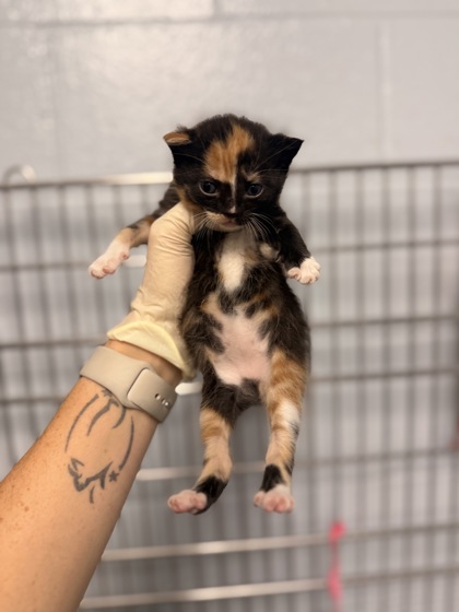 Shelter Stray Female Cat last seen Near nc 306 hwy s, Pamlico County, NC, 1639 Old Airport Rd, New Bern, NC 28562, USA