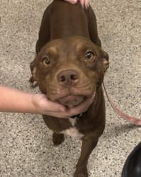 Shelter Stray Female Dog last seen Near Hardesty Ave, 64127, MO, 7077 Elmwood Ave, Kansas City, MO 64132, USA
