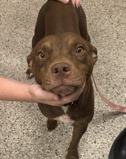 Shelter Stray Female Dog last seen Near Hardesty Ave, 64127, MO, 7077 Elmwood Ave, Kansas City, MO 64132, USA