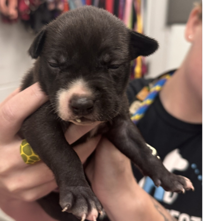Shelter Stray Female Dog last seen Near Hardesty Ave, 64127, MO, 7077 Elmwood Ave, Kansas City, MO 64132, USA