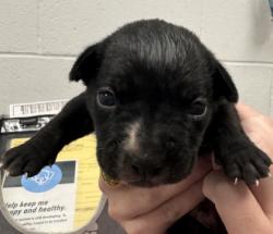 Shelter Stray Male Dog last seen Near Hardesty Ave, 64127, MO, 7077 Elmwood Ave, Kansas City, MO 64132, USA