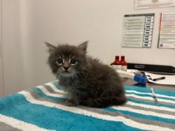 Shelter Stray Male Cat last seen E 39th St & Prospect Ave, KCMO, 64130, 64130, MO, 7077 Elmwood Ave, Kansas City, MO 64132, USA
