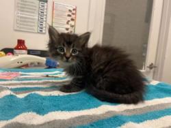 Shelter Stray Male Cat last seen E 39th St & Prospect Ave, KCMO, 64130, 64130, MO, 7077 Elmwood Ave, Kansas City, MO 64132, USA