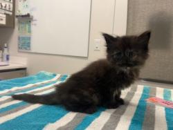 Shelter Stray Female Cat last seen E 39th St & Prospect Ave, KCMO, 64130, 64130, MO, 7077 Elmwood Ave, Kansas City, MO 64132, USA