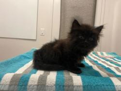 Shelter Stray Male Cat last seen E 39th St & Prospect Ave, KCMO, 64130, 64130, MO, 7077 Elmwood Ave, Kansas City, MO 64132, USA