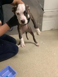 Shelter Stray Female Dog last seen Near Pershing Ave, West District, TX, 355 Hillshire Dr, Haslet, TX 76052, USA