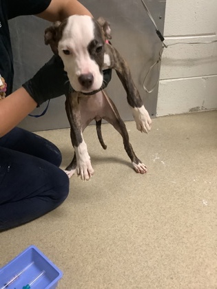 Shelter Stray Female Dog last seen Near Pershing Ave, West District, TX, 355 Hillshire Dr, Haslet, TX 76052, USA