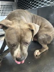 Shelter Stray Female Dog last seen Near CORTEZ DR, West District, TX, 355 Hillshire Dr, Haslet, TX 76052, USA