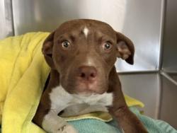 Shelter Stray Male Dog last seen Downtown, Memphis, TN, 935 Farm Rd, Memphis, TN 38134, USA