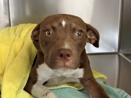 Shelter Stray Male Dog last seen Downtown, Memphis, TN, 935 Farm Rd, Memphis, TN 38134, USA