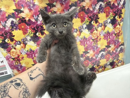 Shelter Stray Male Cat last seen N Stadium, 43616, OH, 827 Illinois Ave, Maumee, OH 43537, USA